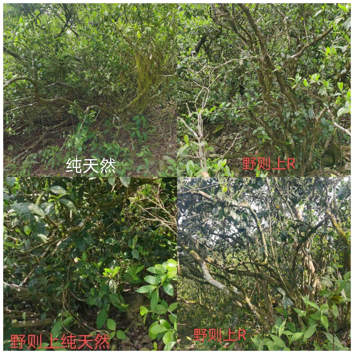 WPS拼图1.png